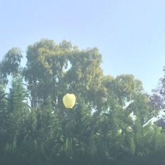 Balloon