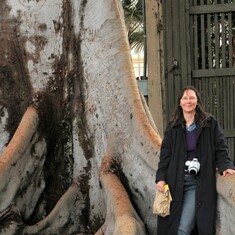 Huge tree in Coronado
