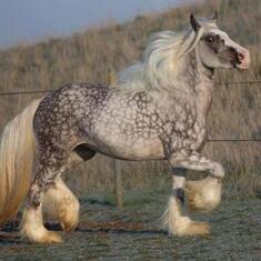 This is just a random picture of a gray spotted horse, but my Dad told me about the one he had in Kentucky and how he use to plow with it.  I saw one it was big and beautiful!