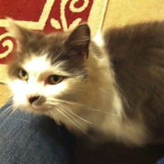 Mickey the Cat: the coolest cat ever... Now adopted by Jean at Wyndham lakes