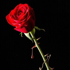 A red Rose for you Bro