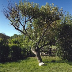 The Apple Tree…at Kay Harvey's lovely house in Taos at the foot of which Greg's ashes are scattered.  Kay calls the white stone a philosopher's stone, certainly appropriate for one of Greg's turn of mind.