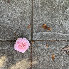 Single camellia on my path. 