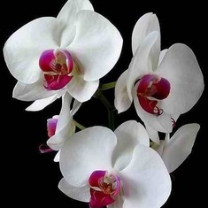 your birthday flower, you love Orchids, happy birthday mum
