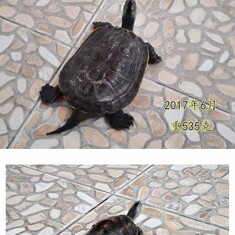 2008年汉星带孩子回国时买的龟