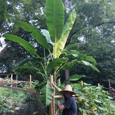 Year we grew the largest banana tree! 2018