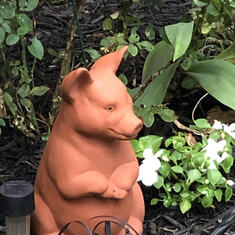 Mr. Pig hanging out among the Roses