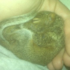 a squirrel Heather rescued