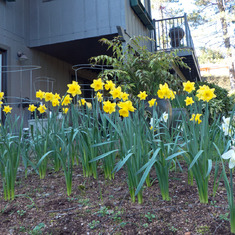 Daffodils, Spring 2019