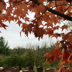 红叶季，海伦的墓地总是最热闹的。有保罗的呵护打理，真好。