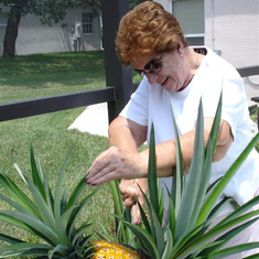 Pineapple harvest, 2007