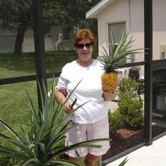 Pineapple harvest, 2007