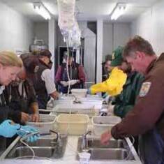 Vaccinating salmon before release, with help from many partners - FRIENDS.