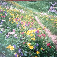 Hiking trail, flowers planted by the Heavenly Angel Garden Club