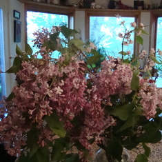 Lilacs for Daddy