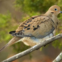 Symbolizes your mourning daughter Betty Dove