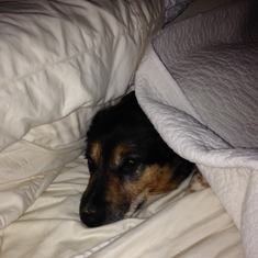 Snuggled Under The Covers