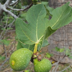 Figs in Dad's yard Oct 2016