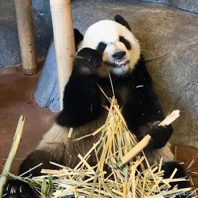 Giant Panda Le Le