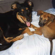 Ingrid and Ginger first adopted 1999 October