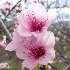Peach_flowers