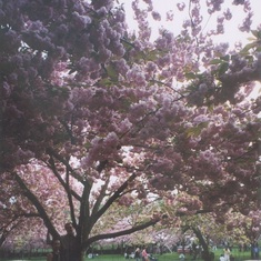 Irene and Scott loving a cherry tree at Brooklyn Botanic Garden, Brooklyn, NY
