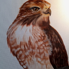 Red Tailed hawk   :)