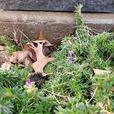 Creeping/Moss Phlox trying to bloom in front of headstone: December 29, 2022