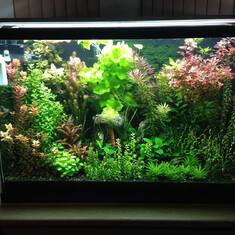 One of many hobbies, planted tanks