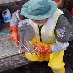 Jack measuring crabs for an experiment, 2002