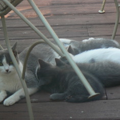The first litter of the cat family that visited for eight years