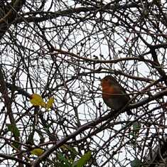 This robin was on your bench in the graveyard when I went down today. It stood watching me xxx <3 xx