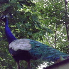 I heard there are a pair of peacocks standing on either side of the gates of heaven.  Today one is standing on our roof!