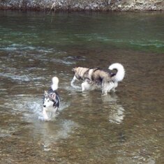 Two dogs swimming