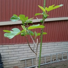 040815 chip fig tree1
