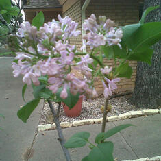 Jim's Lilac