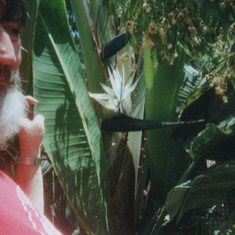 Jim 's Bird of Paradise Bloom, Escondido