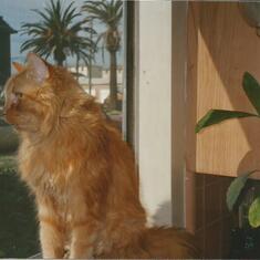 Our first cat, Kitty, in San Diego