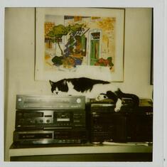 Rocky liked to lay on the stereo in los angeles