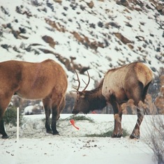 Elk sharing food with Dad's horse - harsh winter