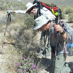 Beautiful flowers bring James to his knees. Above Cottonwood Canyon, DVNP, April 2014