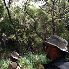 Looking for Broad-winged Hawk. Cottonwood Canyon, DVNP, April 2014