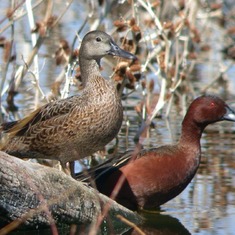 "I could be happy the rest of my life with a Cinnamon Teal"