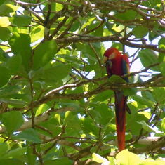 Scarlet Macaw, Osa Peninsula