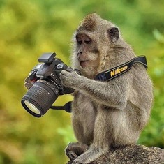 Jim's camera was taken by a monkey during our Ajanta Caves visit, India (similar photo)