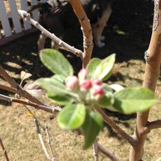 March 16, 2014 Apple bloom
