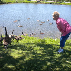 geese in park 028