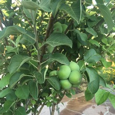 Dads apple trees Fathers Day 2016