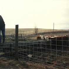 Dad "chore time" - feeding his cattle