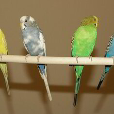 Parakeet-Pet-Birds-21[1]